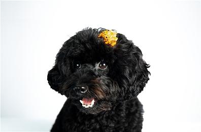 2025年东京电玩展正式官宣 预计9月25日开幕